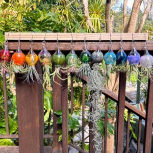 Terrapin Glass Gardens – Full Color Hand Blown Glass Vessels with Air Plant