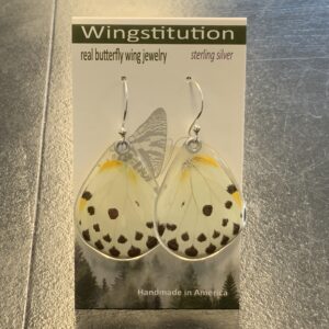 Butterfly Calypso Paper White Wingstitution