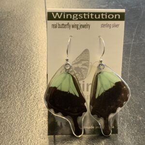 Butterfly Apple Green Swallowtail Wingstitution