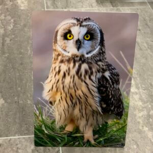 Dunraven Short-Eared Owl