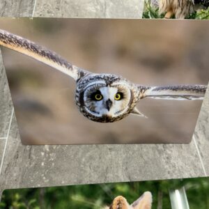 Dunraven Owl in Flight