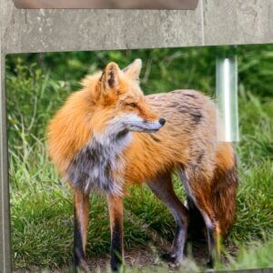 Dunraven Red Fox