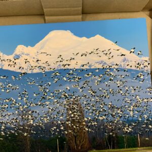 Dunraven Snow Geese Mount Baker