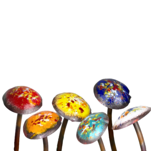 Clever Goods Mushrooms Assortment