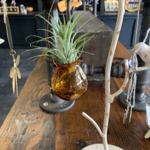 Blown Glass w/air plant