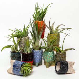 White Squirrel Clayworks – Live Air Plants
