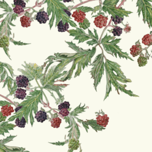 Leafy Lexicon – Blackberry greeting card