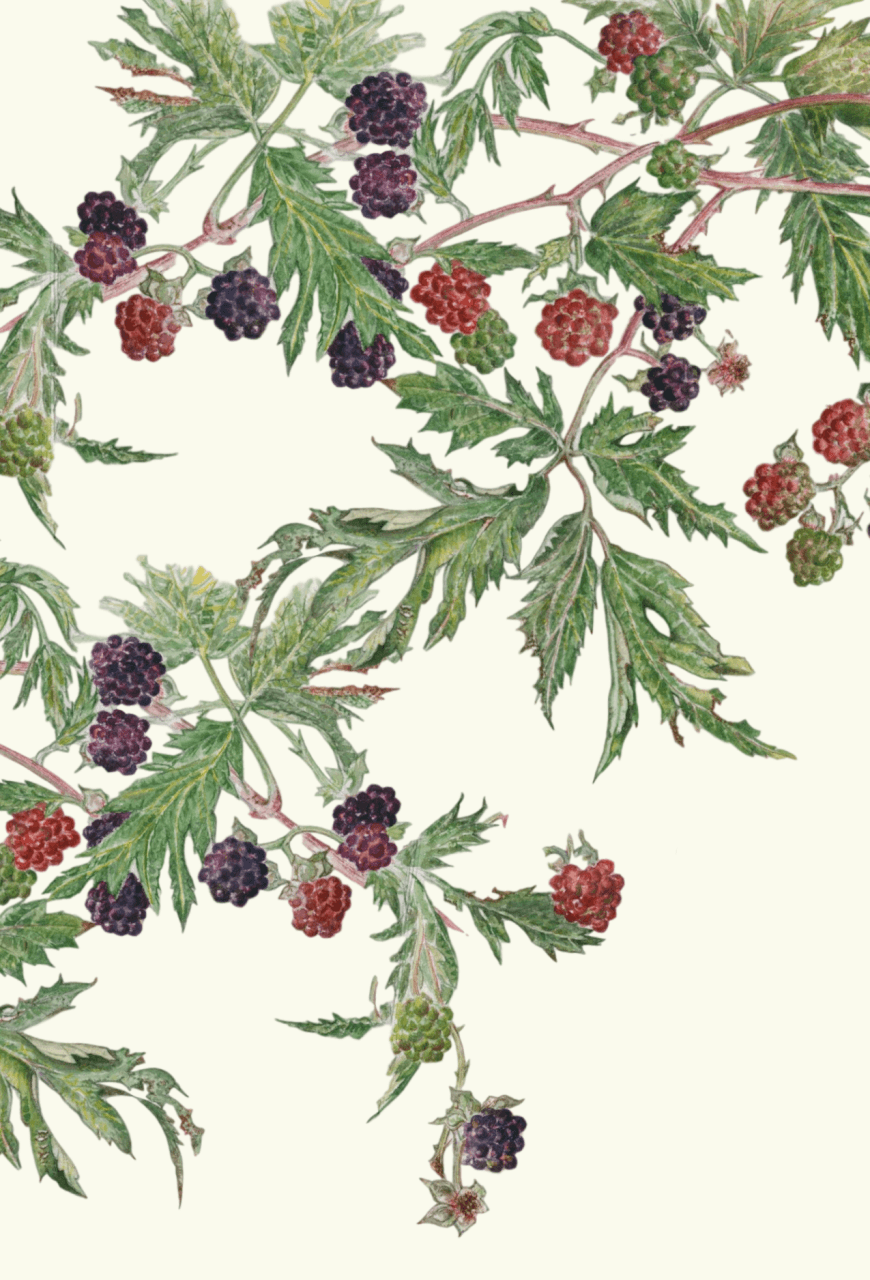 Leafy Lexicon - Blackberry greeting card