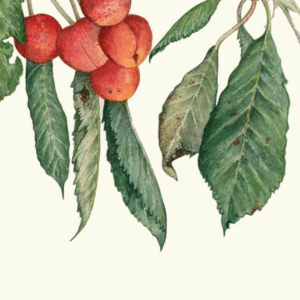 Leafy Lexicon – Cherry greeting card