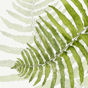 Leafy Lexicon – Sword Fern greeting card