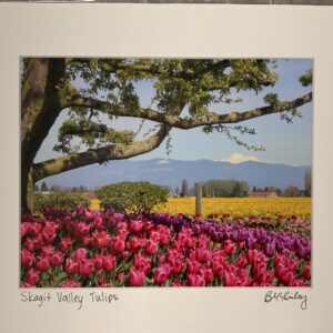 OWP-Skagit Valley Tulips Matted