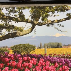 OWP-Skagit Valley Tulips 16×20 Canvas Print