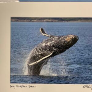 OWP-Baby Humpback Breach Matted