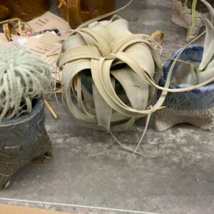 White Squirrel Clayworks Plant Pot